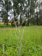 Cirsium velatum