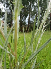 Cirsium velatum