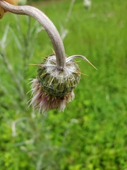 Cirsium velatum