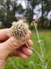 Cirsium velatum