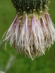 Cirsium velatum