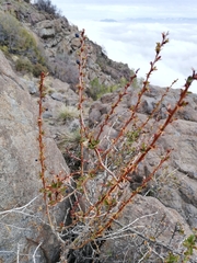 Berberis actinacantha