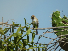 Chondestes grammacus