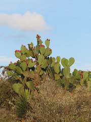 Opuntia hyptiacantha