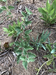 Physalis mollis mollis