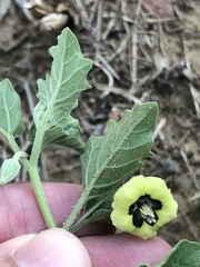 Physalis mollis mollis