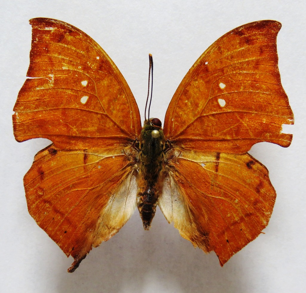 Zaretis