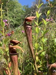 Sarracenia jonesii