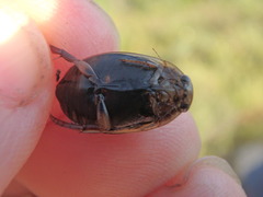 Acilius semisulcatus