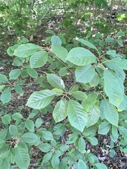 Stigmella rhamnicola