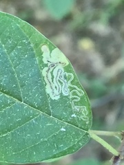 Stigmella rhamnicola