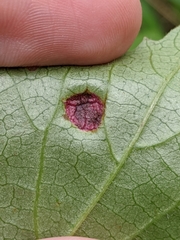 Puccinia linkii