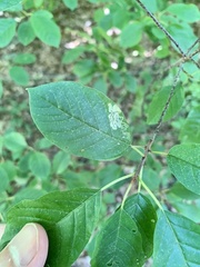 Stigmella rhamnicola