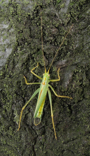 Oak Bush-cricket