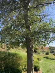 Populus maximowiczii × populus trichocarpa