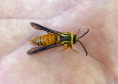 Paranthrene simulans