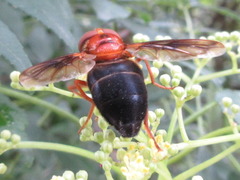 Volucella linearis