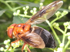 Volucella linearis