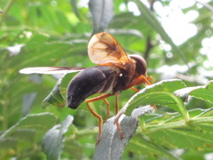 Volucella linearis