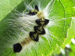 Acronicta major