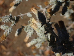 Brickellia nevinii