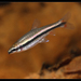 Beckford Pencilfish - Photo (c) Chen Hung-Jou, some rights reserved (CC BY-NC-SA)