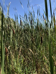Typha × glauca
