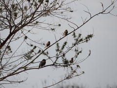 Chondestes grammacus