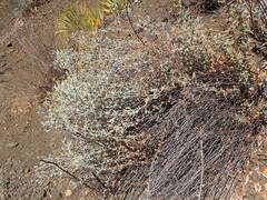 Brickellia nevinii