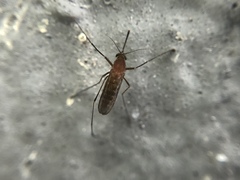 Culex nigripalpus