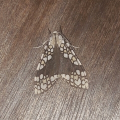 Tessella jorgenseni