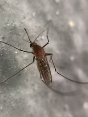 Culex nigripalpus