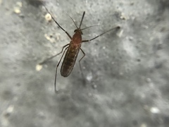 Culex nigripalpus