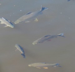 Prochilodus nigricans