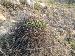 Mammillaria gigantea