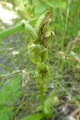 Platanthera huronensis