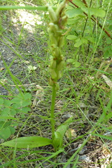 Platanthera huronensis