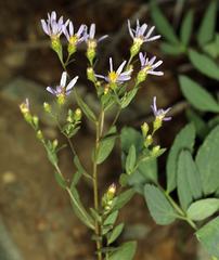 Eucephalus ledophyllus covillei