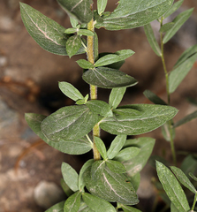 Eucephalus ledophyllus covillei
