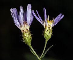 Eucephalus ledophyllus covillei