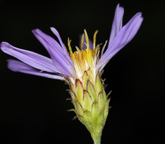 Eucephalus ledophyllus covillei