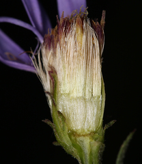 Eucephalus ledophyllus covillei