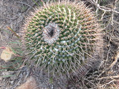 Mammillaria gigantea