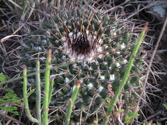 Mammillaria gigantea