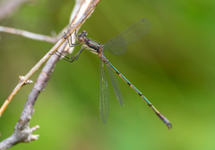 Lestes dryas