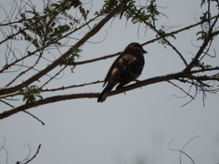 Chondestes grammacus