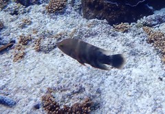 Cheilinus trilobatus