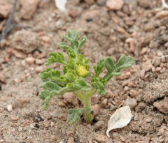 Euphrosyne nevadensis