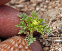 Euphrosyne nevadensis