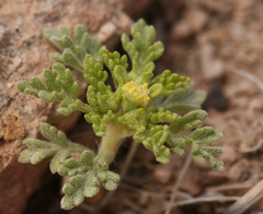 Euphrosyne nevadensis